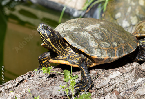 Freshwater turtle outside pond.