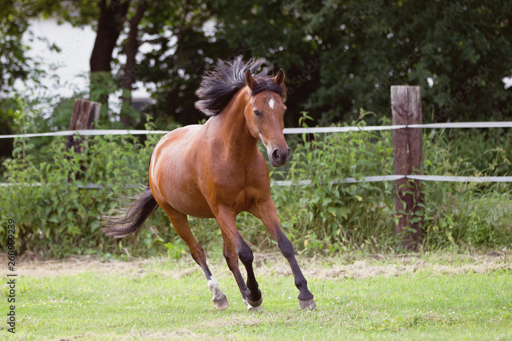 Reitponywallach auf der Weide Reitponywallach auf der Weide