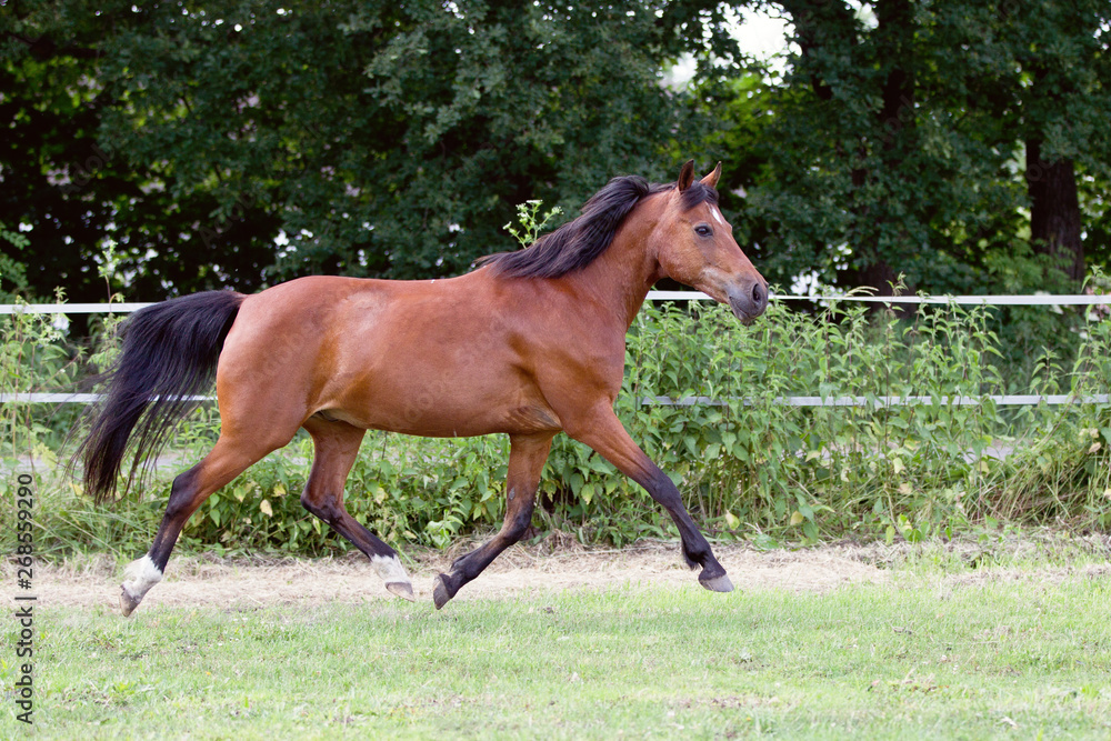 Fototapeta premium Reitponywallach auf der Weide
