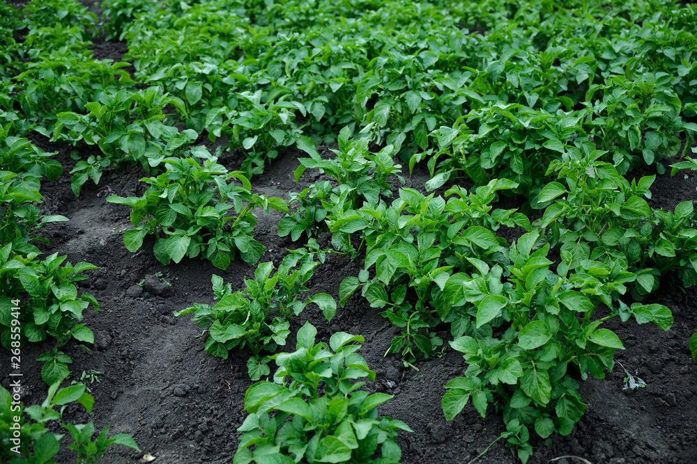 Young potato plants growing in rural garden Young potato plants growing in rural garden