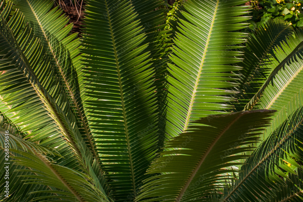 Teosinte palm (Dioon mejiae), multiple plants Teosinte palm (Dioon mejiae), multiple plants