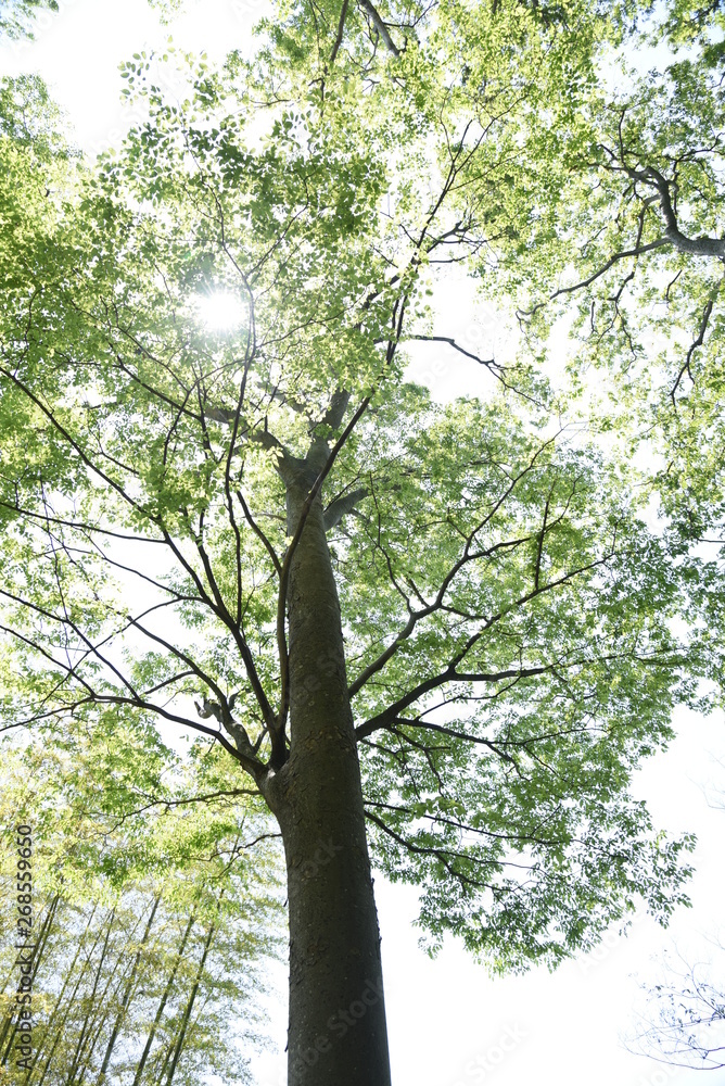 Fototapeta premium The fresh green of the Japanese Zelkova is very beautiful.
