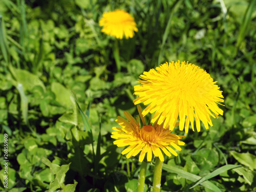 Yellow dandelion in green grass