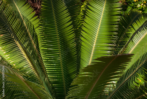 Teosinte palm  Dioon mejiae   multiple plants