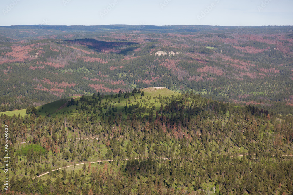 Aerial View of Pine Beetle Infestation Aerial View of Pine Beetle Infestation