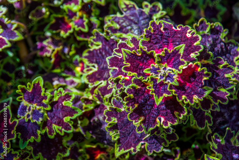 Fototapeta premium Solenostemon Westfield Coleus Plant