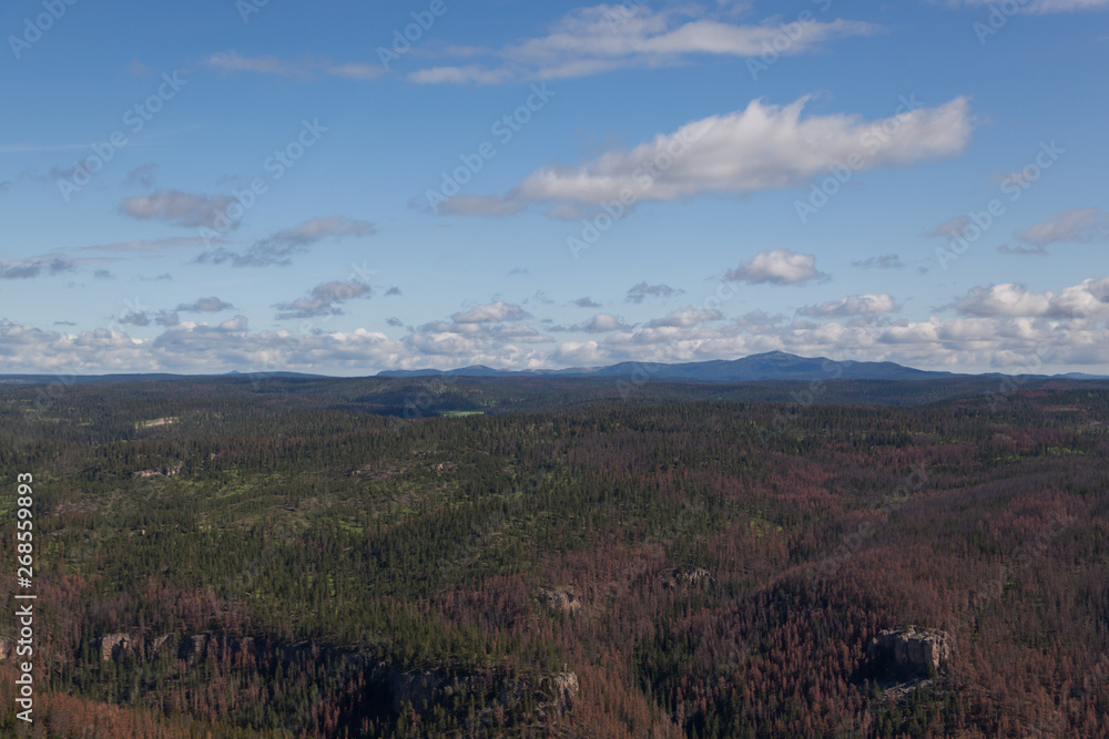 Aerial View of Pine Beetle Infestation