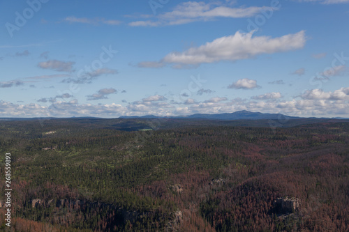 Aerial View of Pine Beetle Infestation