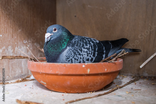 Breeding carrier pigeon on her nest
