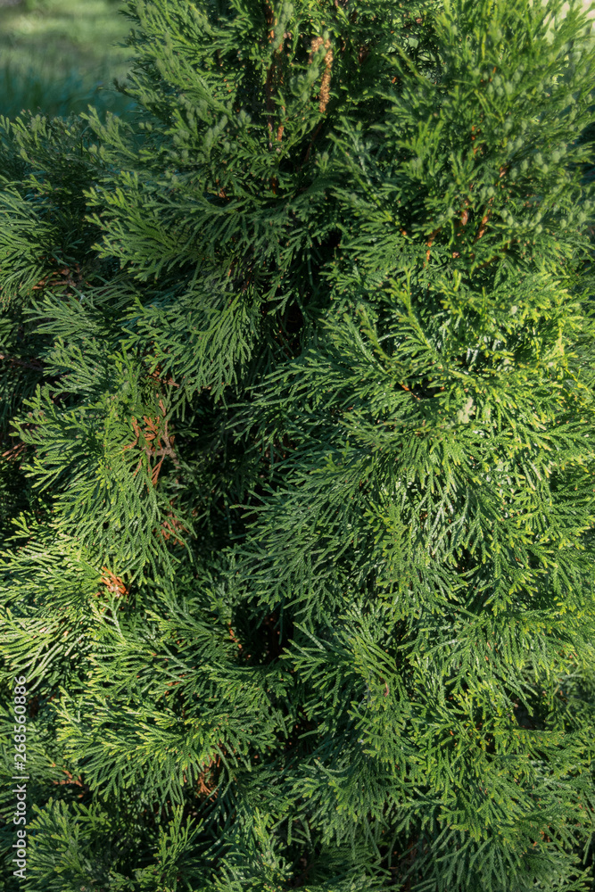 Closeup of Beautiful green of Thuja trees background. Closeup of Beautiful green of Thuja trees background.