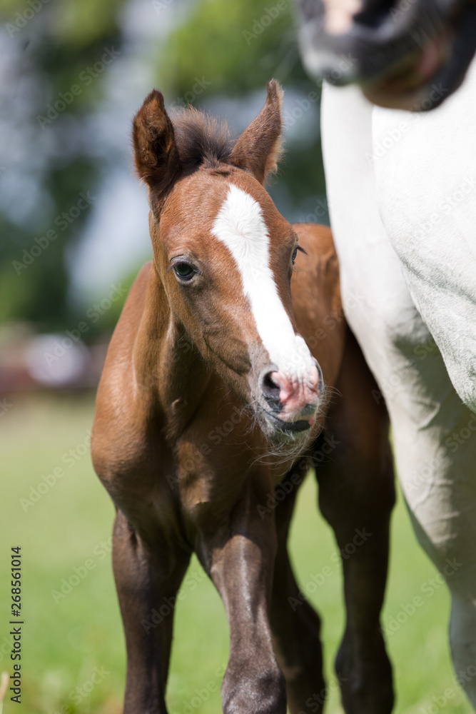 Naklejka premium Ponyfohlen