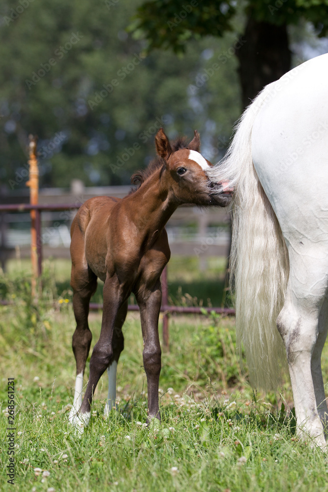 Fototapeta premium Reitponyfohlen