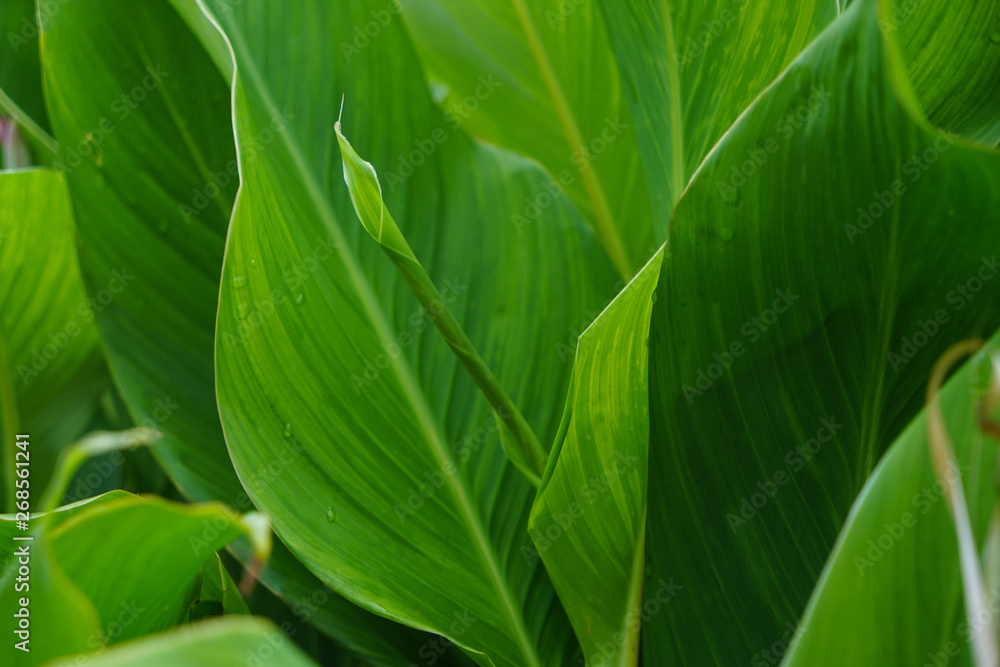 Green leaves as background Green leaves as background
