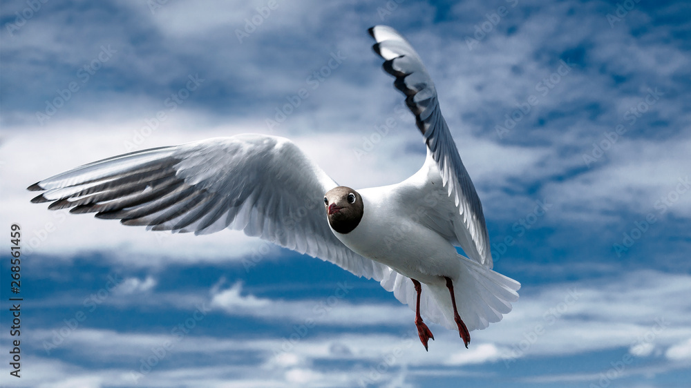 Fototapeta premium bird