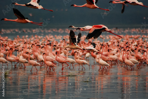 Flamingos at Lake Nakuru photo