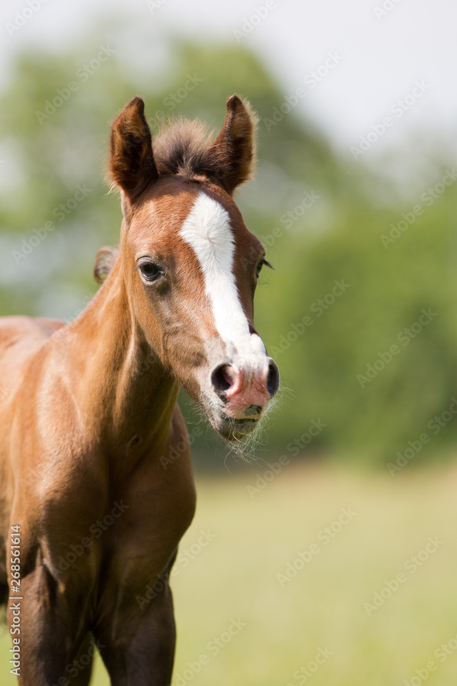 Ponyfohlen