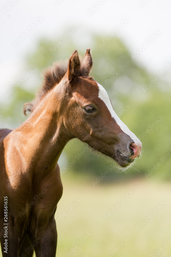 Fototapeta premium Źrebię kucyka