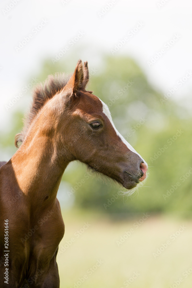 Pferd Ponyfohlen Fuchs hübscher trockener Kopf Pferd Ponyfohlen Fuchs hübscher trockener Kopf