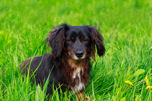 Dog breed dachshund © deviddo