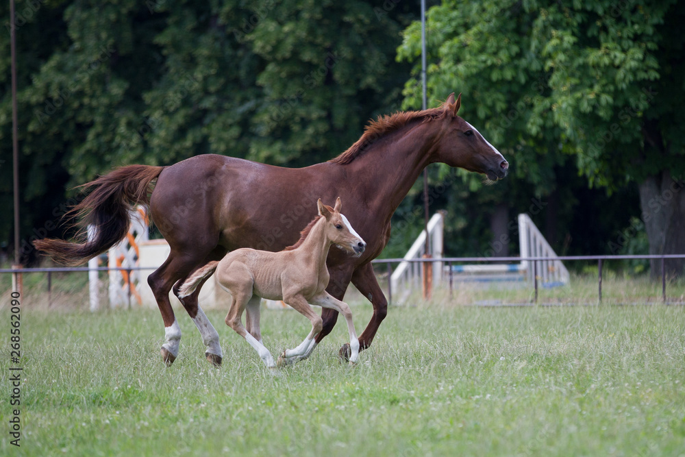 Fototapeta premium Warmblutstute und Fohlen