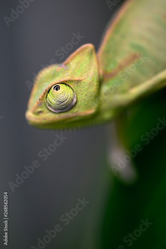 Green chameleon close-up with big eyes sitting on a branch and holding her paw