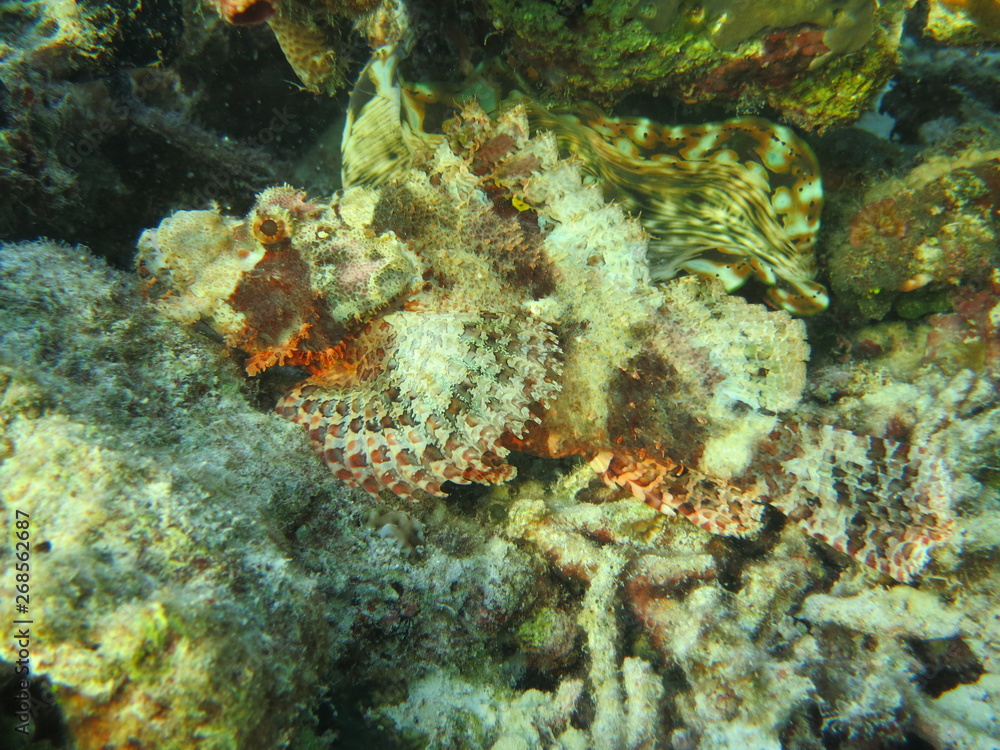 Pez escorpión en wakatobi Pez escorpión en wakatobi