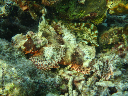Pez escorpi  n en wakatobi