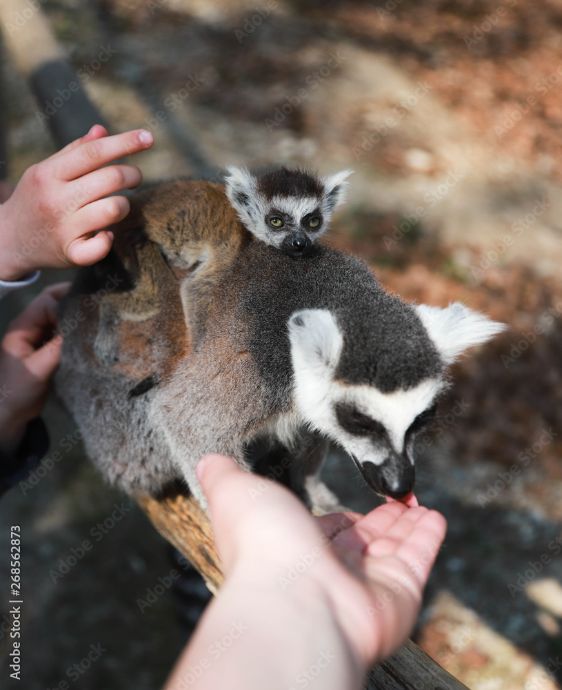 ring-tailed lemur mother with baby on the back