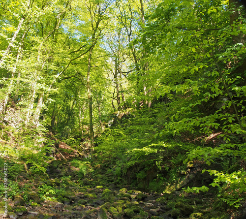 vibrant green spring woodland in a steep hillside valley with tall beech trees in nutclough woods near hebden bridge