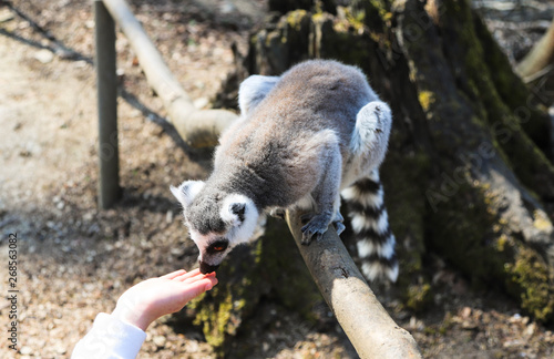 ring tailed lemur licks the hand of a child