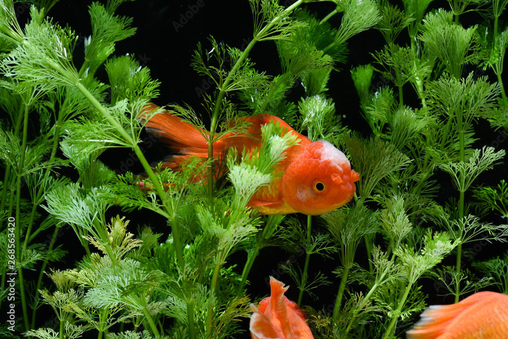 Goldfish carassius auratus background aquatic plants Goldfish carassius auratus background aquatic plants