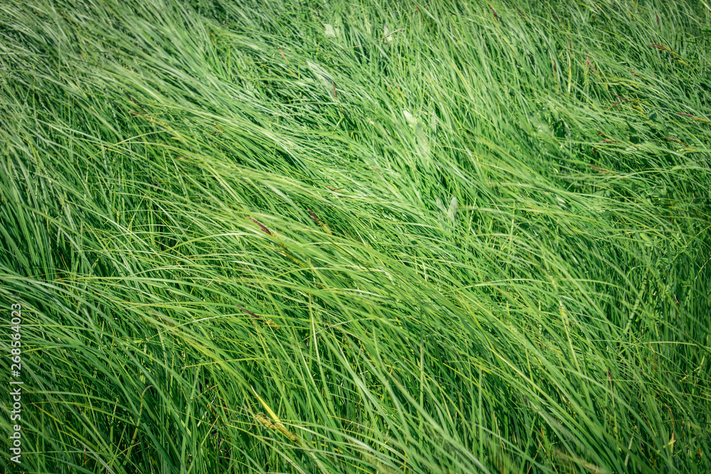 green grass in the field in the wind green grass in the field in the wind