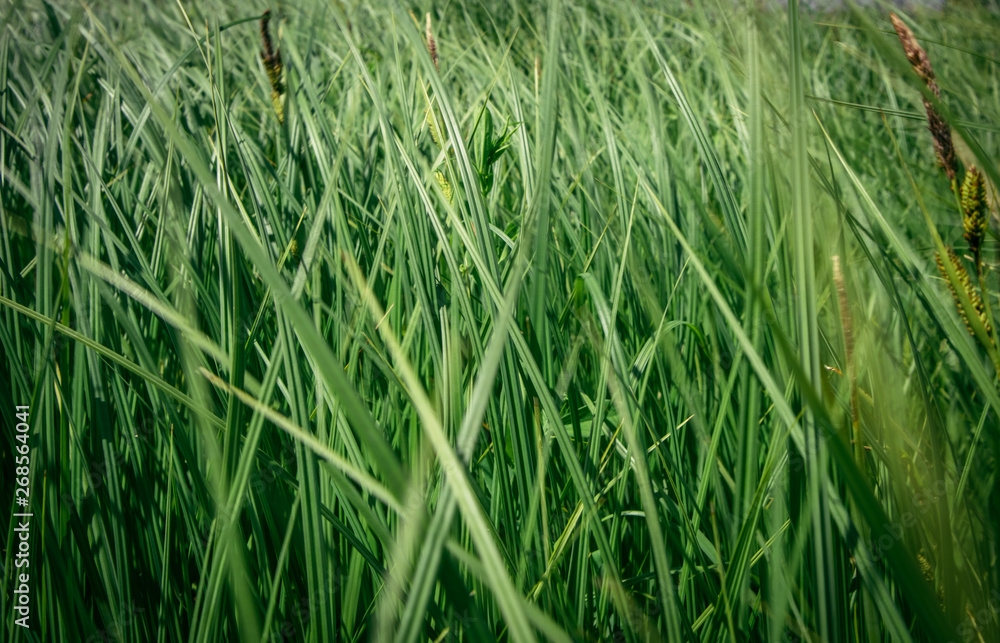  green grass in the field in the wind