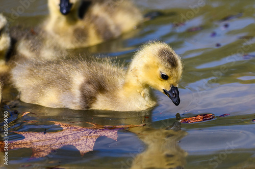 Adorable Newborn Gosling Inspecting Piece of Wood Floating Nearby in the © rck