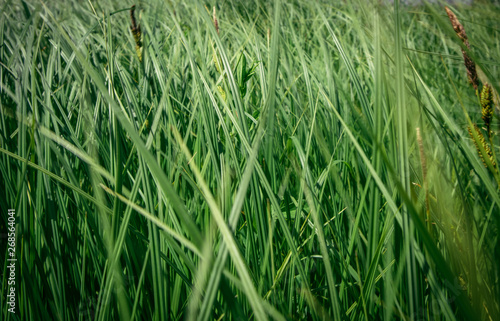  green grass in the field in the wind