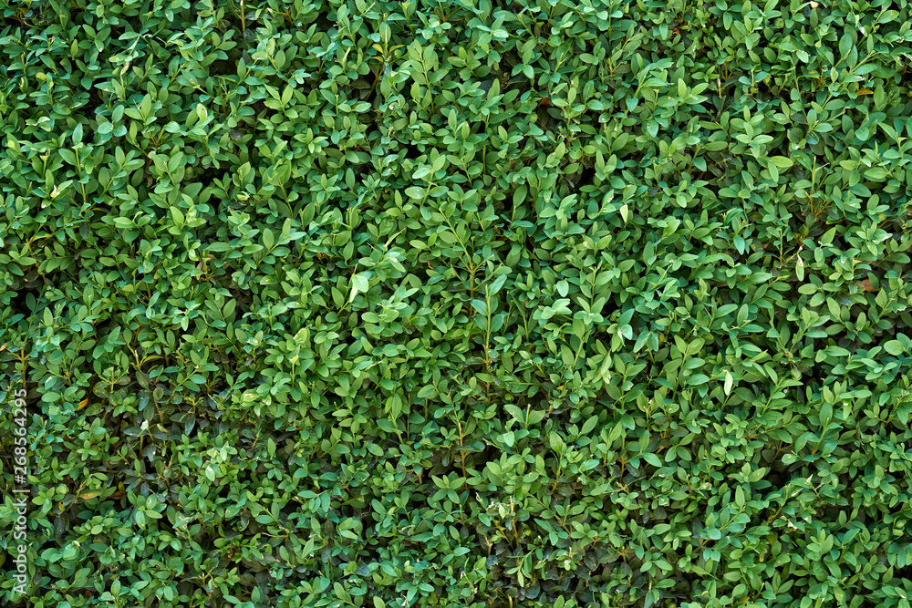 Horizontal photo of a bush. Horizontal photo of a bush.