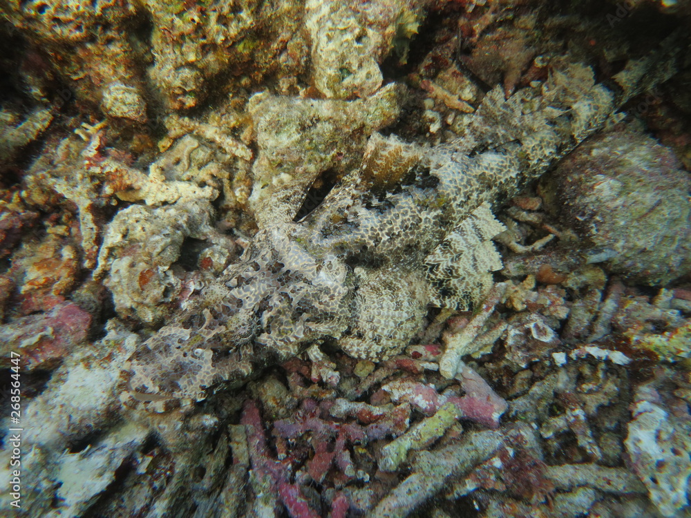 Pez cocodrilo camuflado