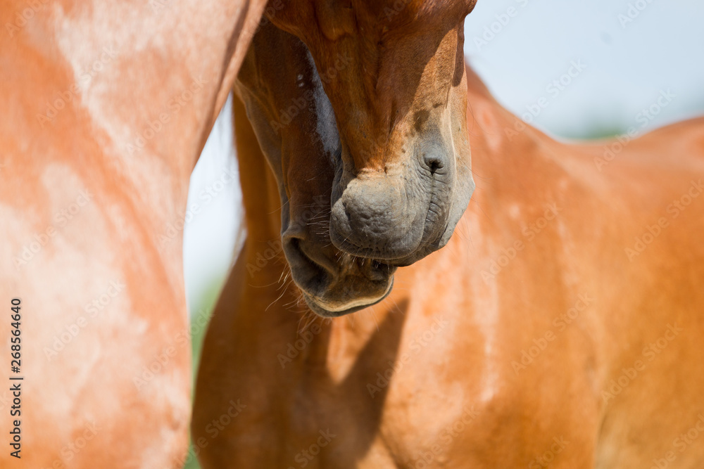 Obraz premium zwei Warmblut Pferde schnuppern mit ihren Nüstern aneinander