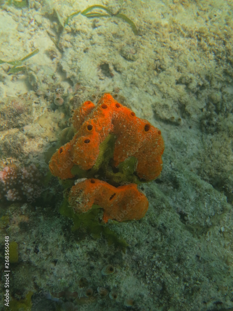 Fototapeta premium Arrecife en wakatobi