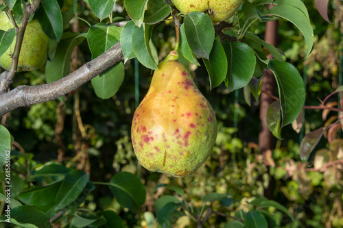 pear fruit affected by the pest of the insect, bug. Pear Orchard Protection Concept