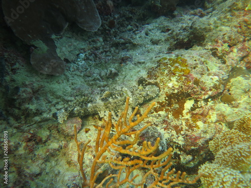 Arrecife en wakatobi