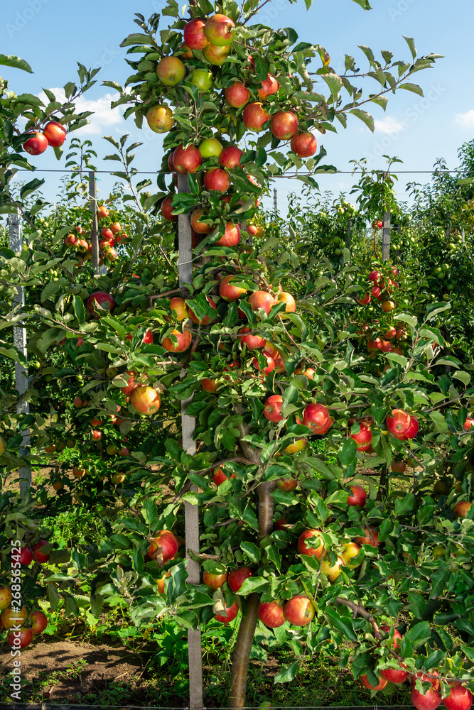 industrial apple orchard. The apple tree is tied up on a trellis with ripe fruits close up