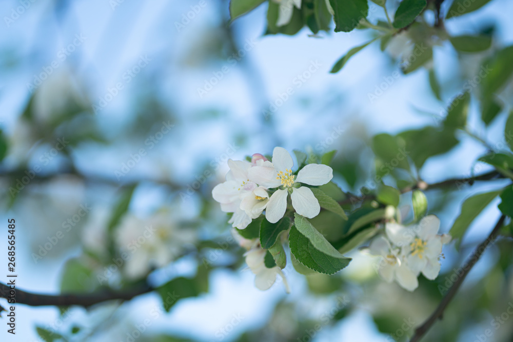 flowers on a tree branch are white flowers on a tree branch are white