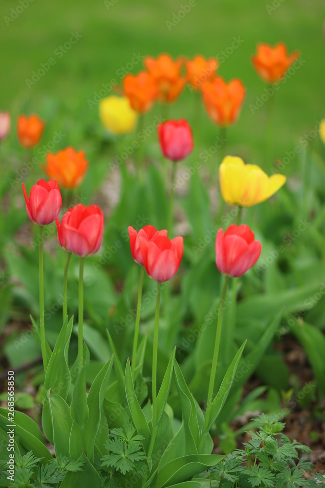 Tulip time Tulip time