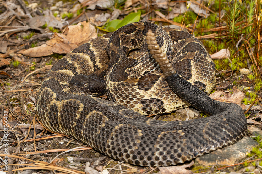 Timber rattlesnake - Crotalus horridus Timber rattlesnake - Crotalus horridus