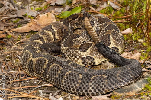 Timber rattlesnake - Crotalus horridus