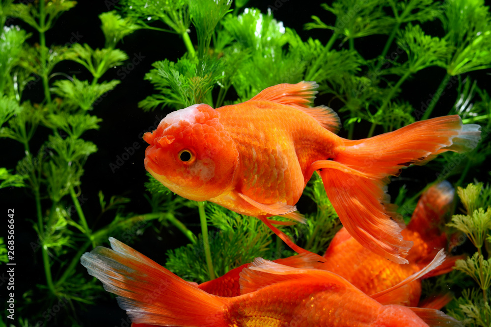 Goldfish carassius auratus background aquatic plants Goldfish carassius auratus background aquatic plants