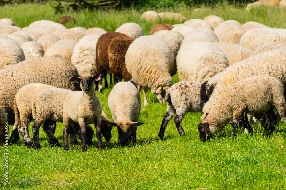Viele Schafe und Lämmer auf Weide Viele Schafe und Lämmer auf Weide