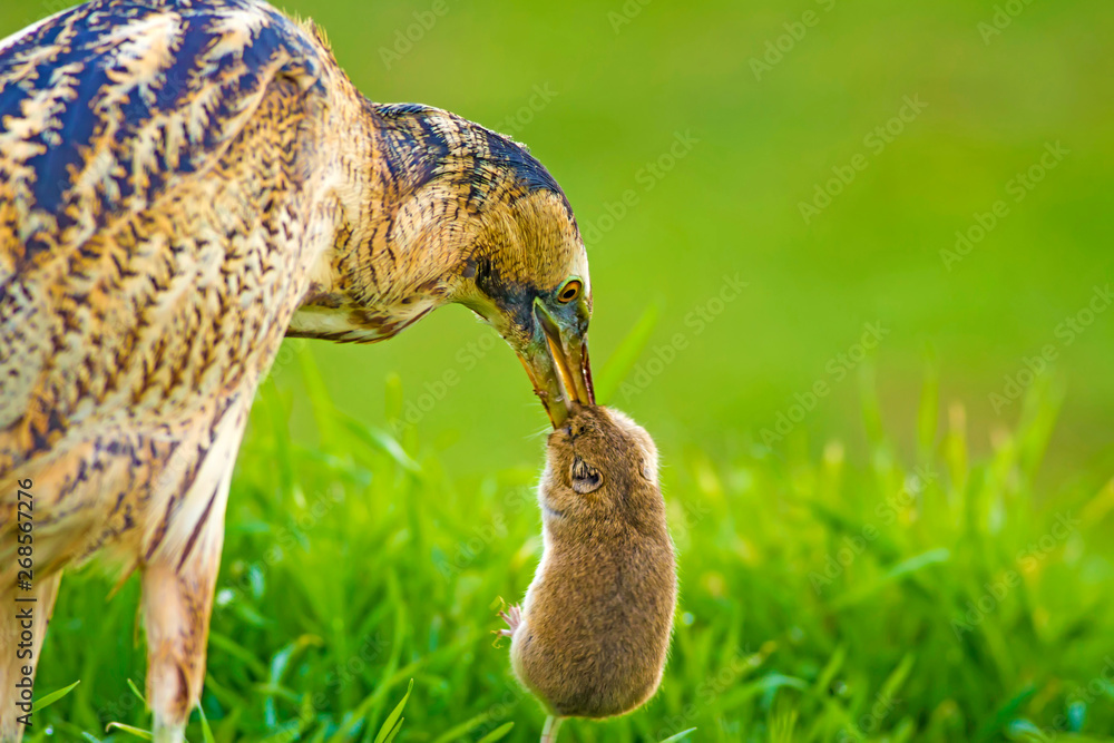 Bittern and its hunt mouse. Bird: Eurasian Bittern. Botaurus stellaris ...