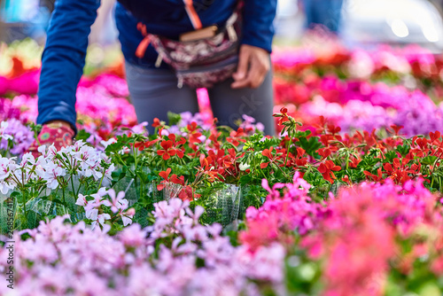 A woman, a seller among colorful flowers, chooses plants on the market for customers © Jakub